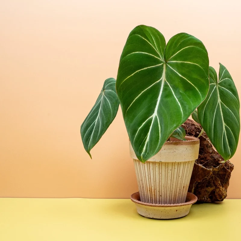 PHILODENDRON GLORIOSUM