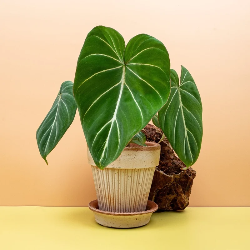PHILODENDRON GLORIOSUM