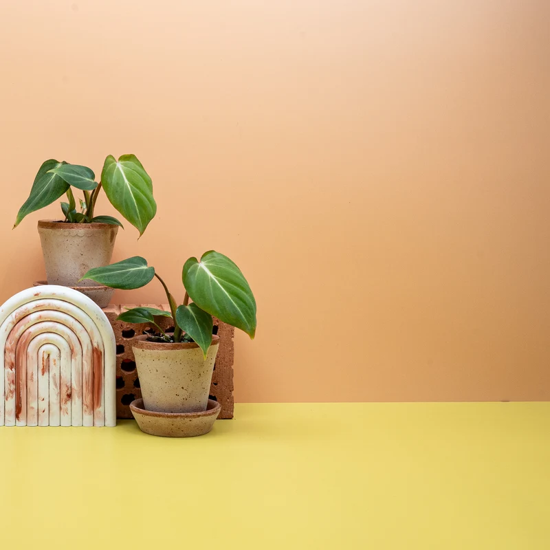 PHILODENDRON GLORIOSUM