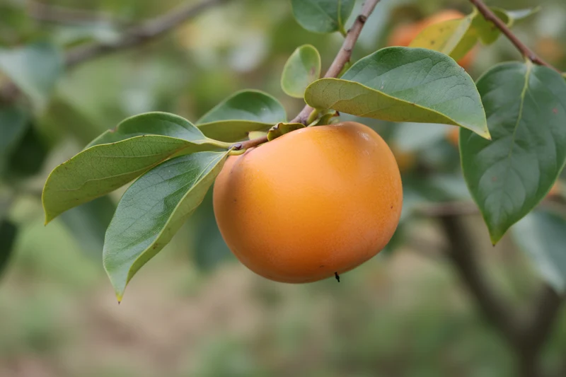 Kakibaum 'Tipo' / Diospyros kaki 'Tipo'