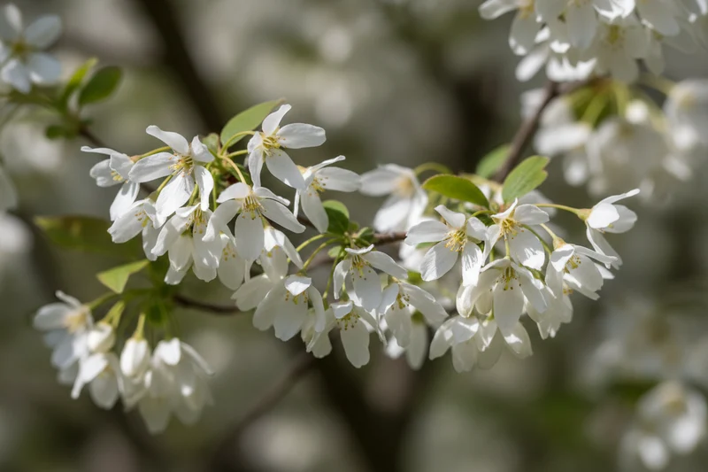 Kupfer-Felsenbirne / Amelanchier lamarckii