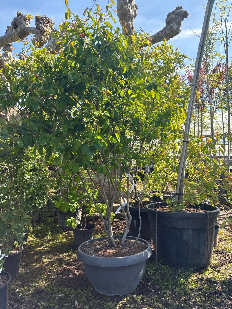 Kupfer-Felsenbirne / Amelanchier lamarckii