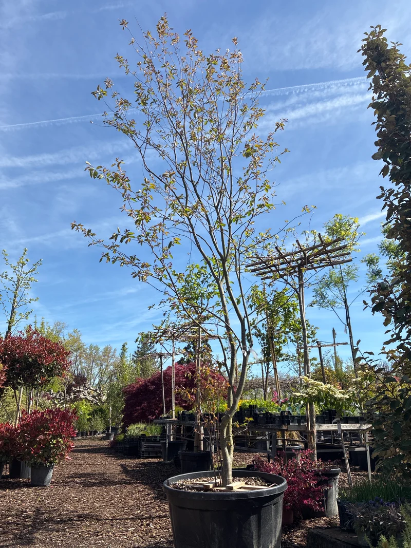 Kupfer-Felsenbirne / Amelanchier lamarckii