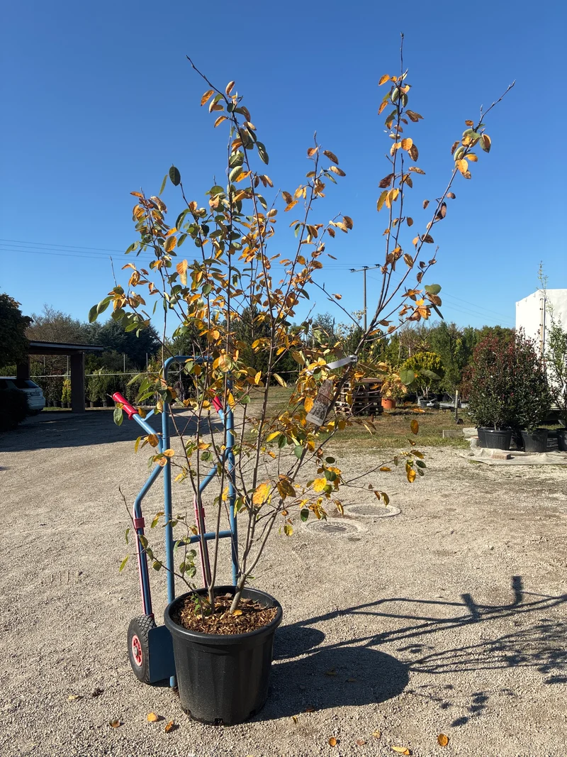 Kupfer-Felsenbirne / Amelanchier lamarckii