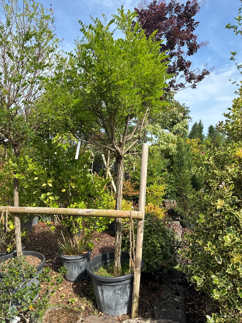 Kugelakazie 'Umbraculifera' / Robinia pseudoacacia 'Umbraculifera'