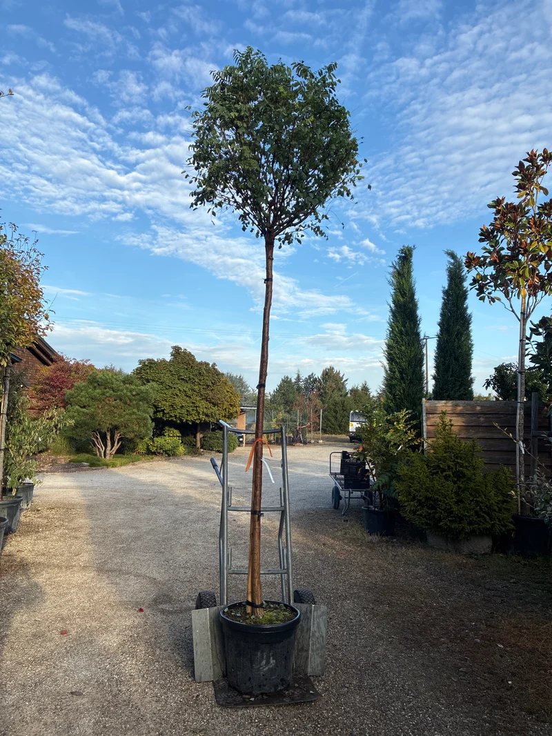 Kugelakazie 'Umbraculifera' / Robinia pseudoacacia 'Umbraculifera'