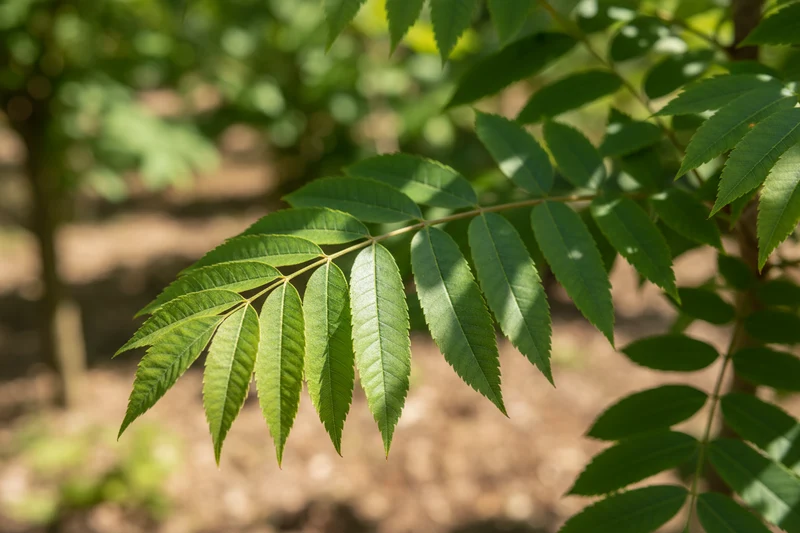 Kugel-Esche 'Nana' / Fraxinus excelsior 'Nana'