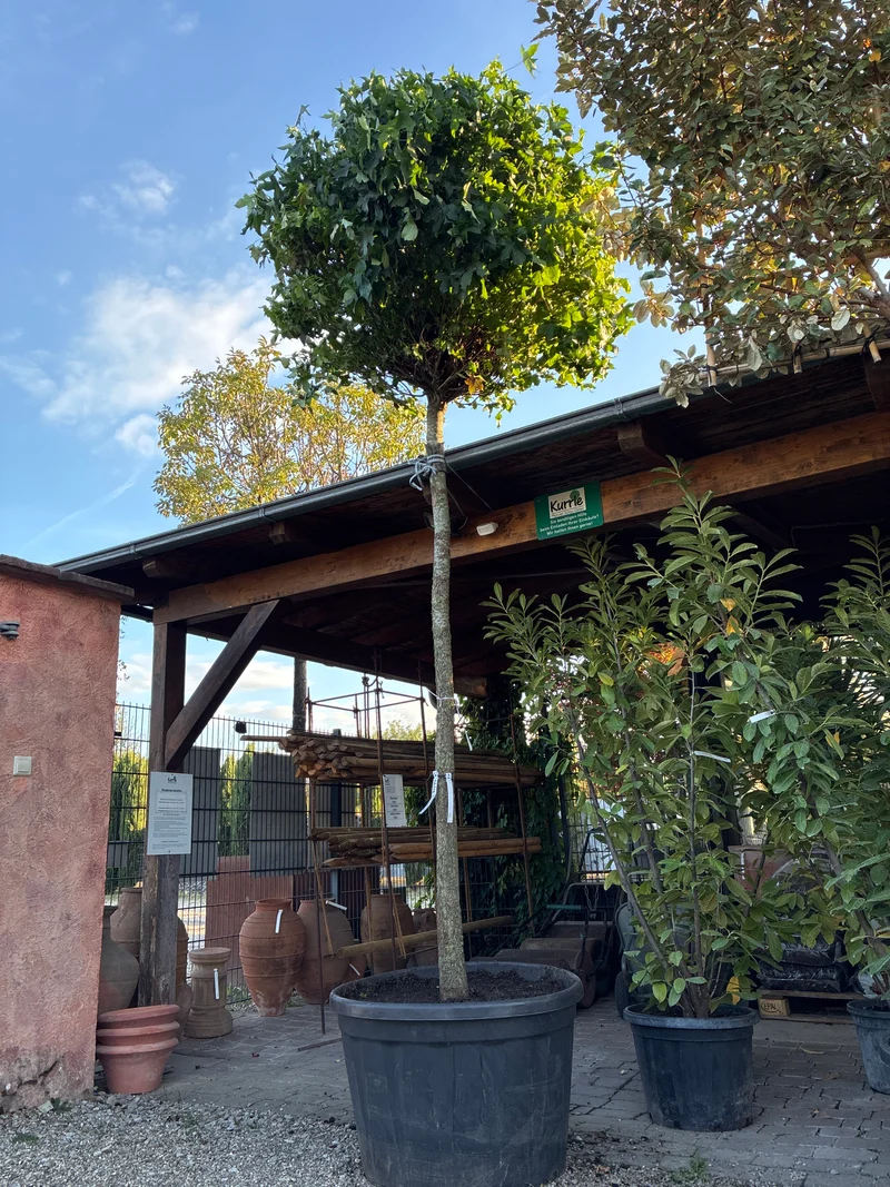 Kugel-Amberbaum 'Gum Ball' / Liquidambar styraciflua 'Gum Ball'