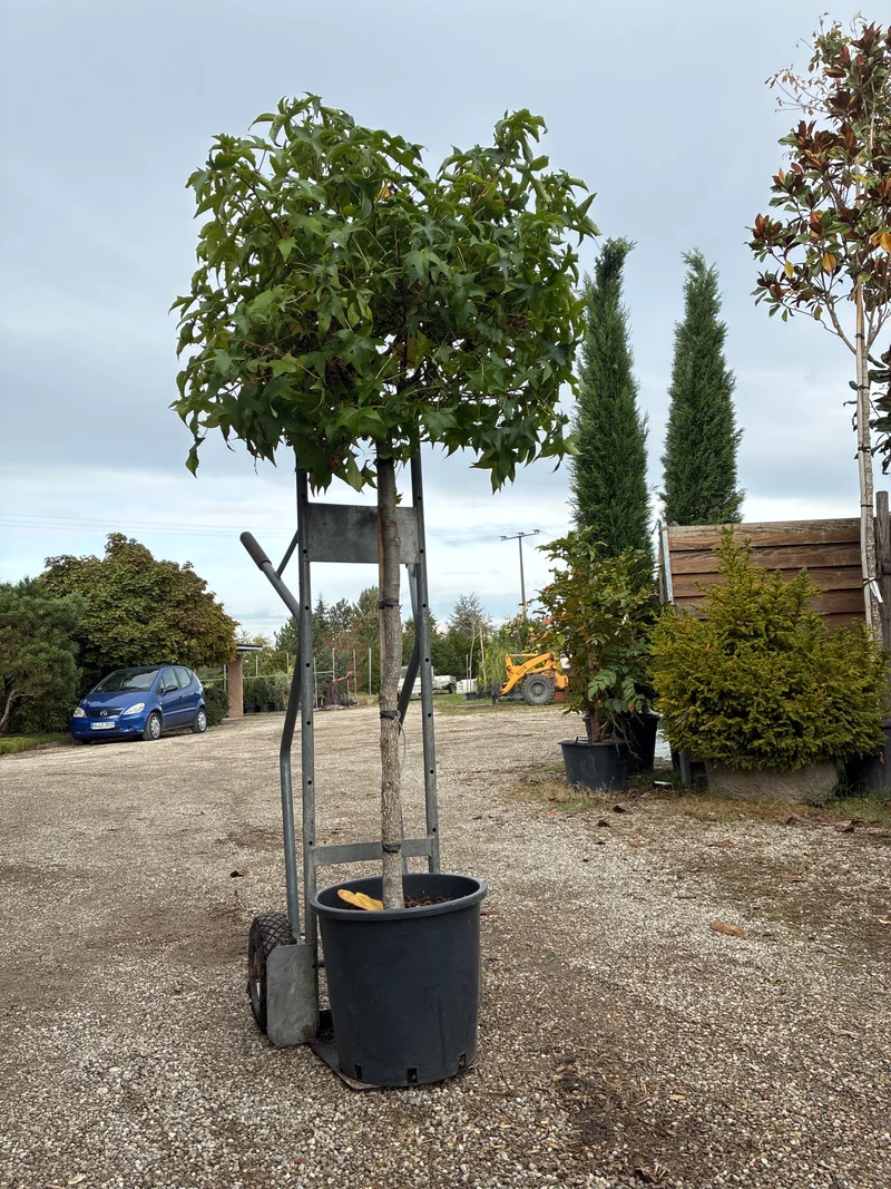 Kugel-Amberbaum 'Gum Ball' / Liquidambar styraciflua 'Gum Ball'