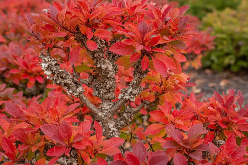 Korkflügelstrauch / Euonymus alatus