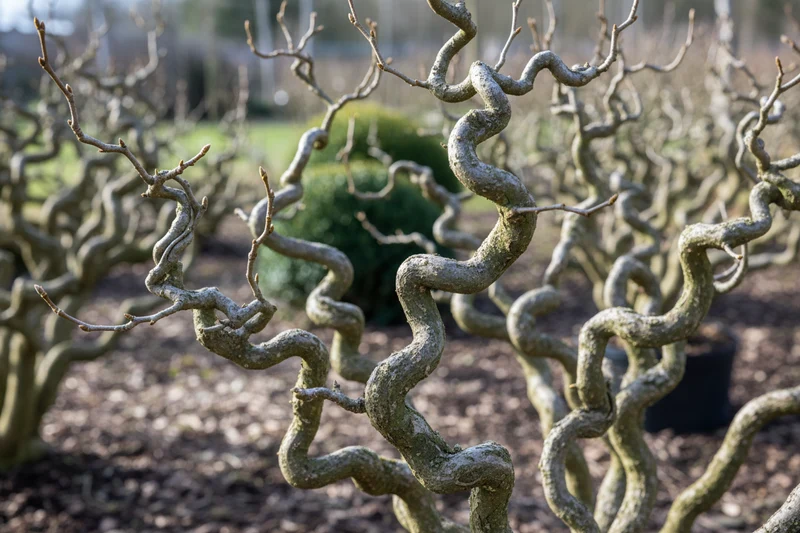 Korkenzieher-Hasel 'Contorta' / Corylus avellana 'Contorta'