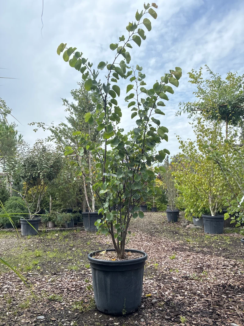 Judasbaum 'Avondale' / Cercis chinensis 'Avondale'