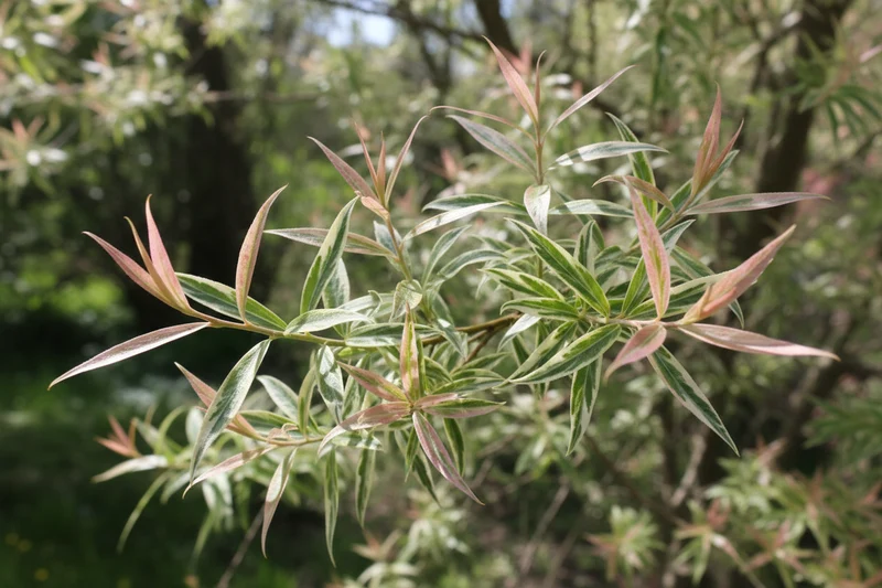Harlekin-Weide 'Hakuro Nishiki', Stamm / Salix integra 'Hakuro Nishiki', Stamm
