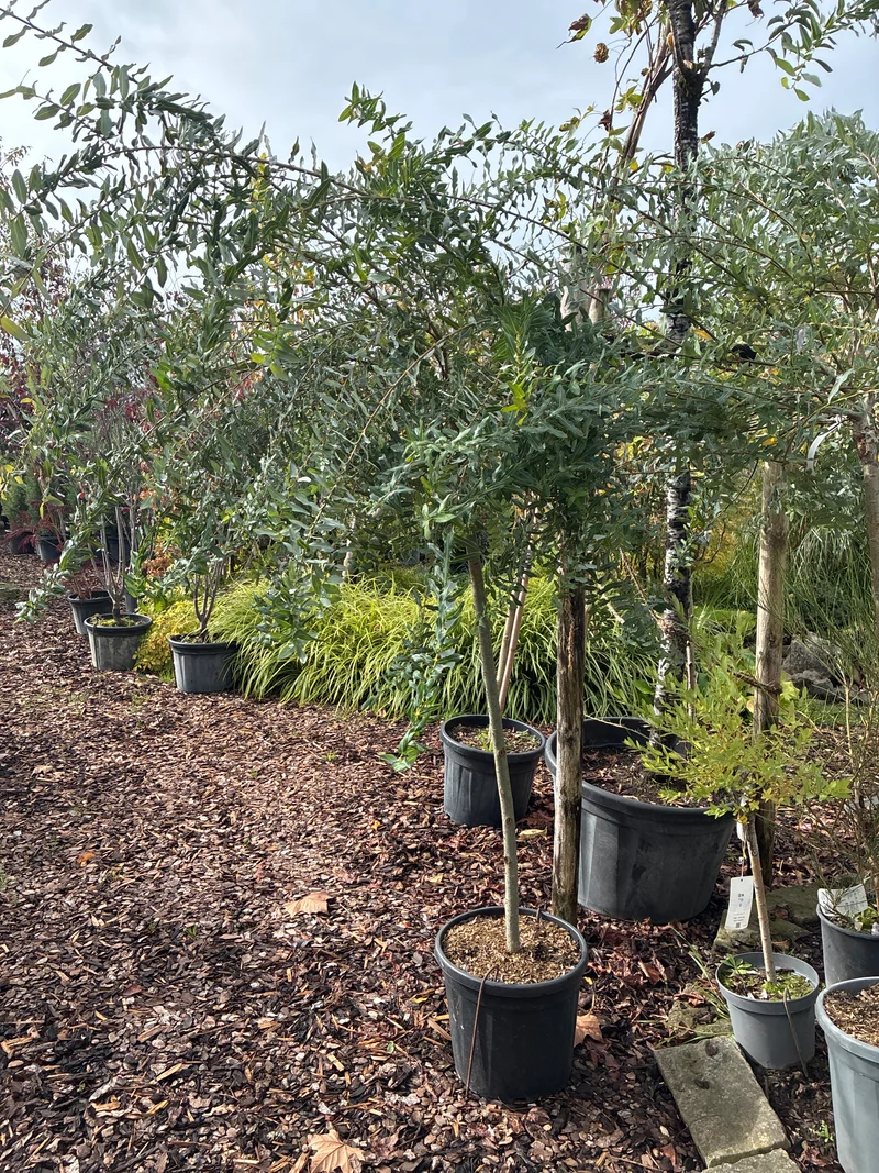 Harlekin-Weide 'Hakuro Nishiki', Stamm / Salix integra 'Hakuro Nishiki', Stamm