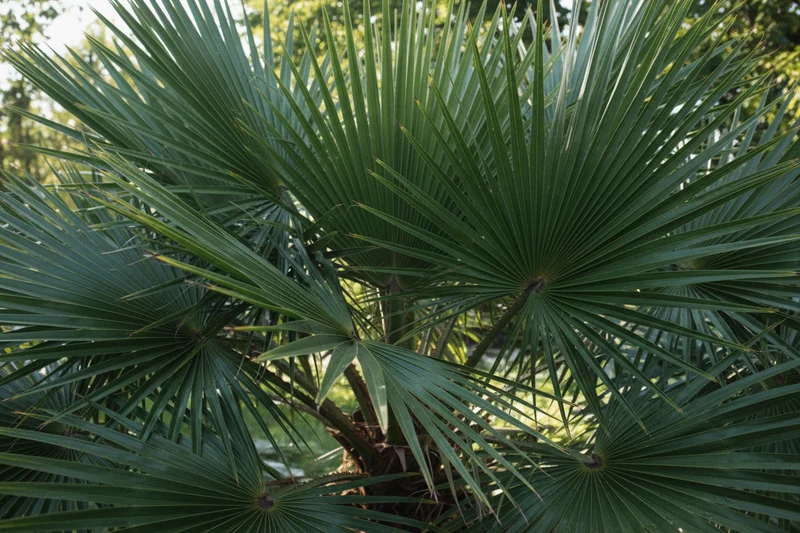 Hanfpalme / Trachycarpus fortunei