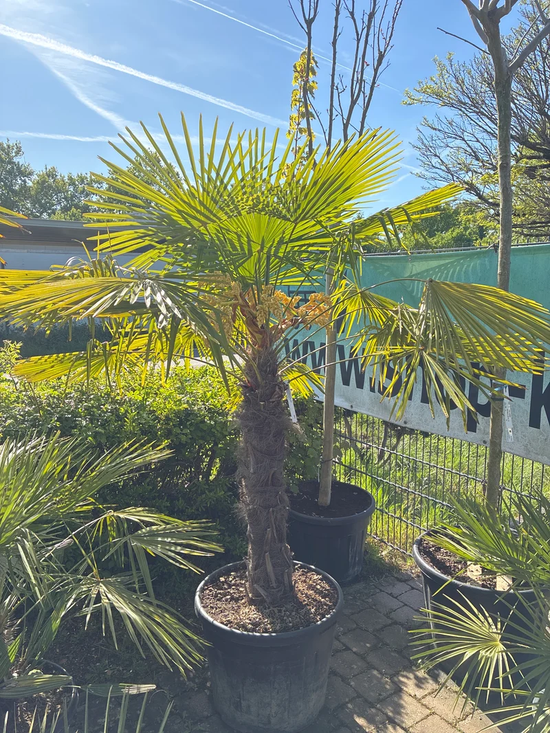 Hanfpalme / Trachycarpus fortunei