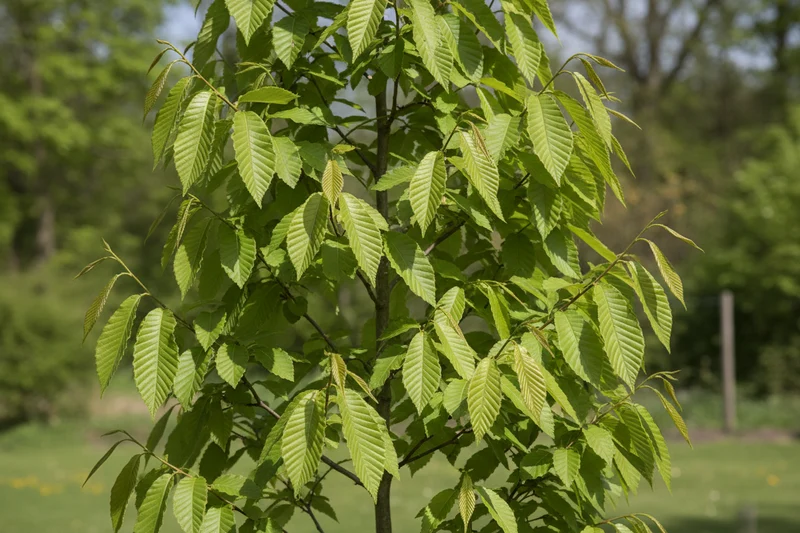 Hainbuche 'Frans Fontaine' / Carpinus betulus 'Frans Fontaine'