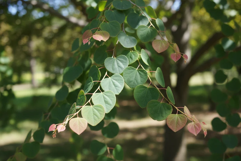 Hängender Katsurabaum 'Pendulum' / Cercidiphyllum japonicum 'Pendulum', Stamm