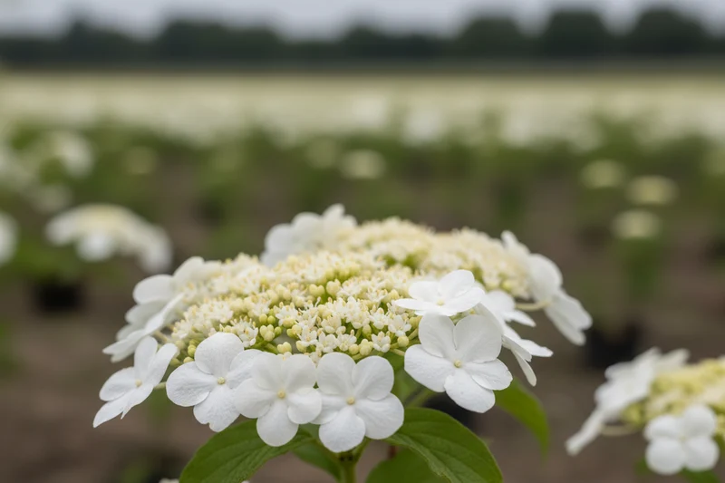 Japanischer Schneeball 'Summer Snowflake' / Viburnum plicatum 'Summer Snowflake'