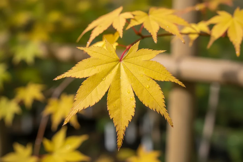 Japanischer Goldahorn 'Aureum' / Acer shirasawanum 'Aureum'