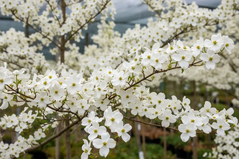 Japanischer Blumen-Hartriegel 'Milky Way' / Cornus kousa chinensis 'Milky Way'