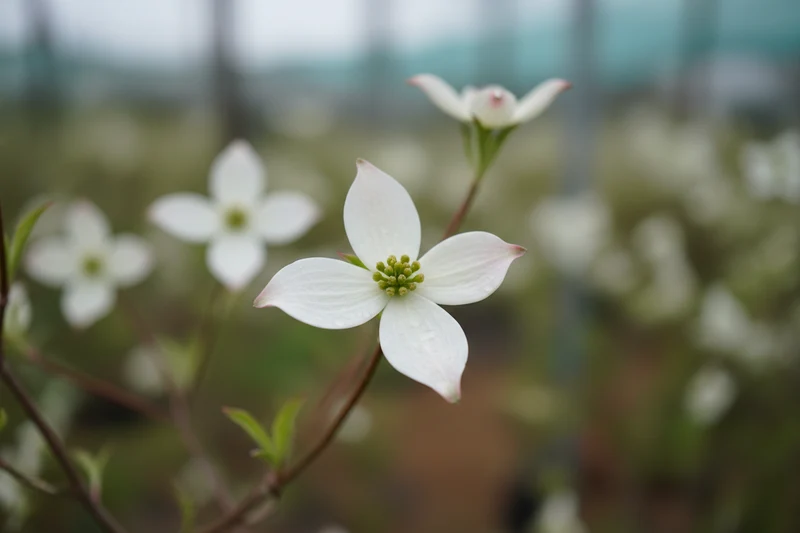 Japanischer Blumen-Hartriegel / Cornus kousa