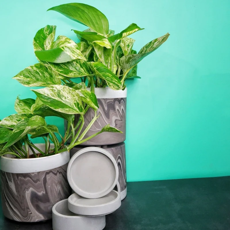 EPIPREMNUM MARBLE QUEEN
