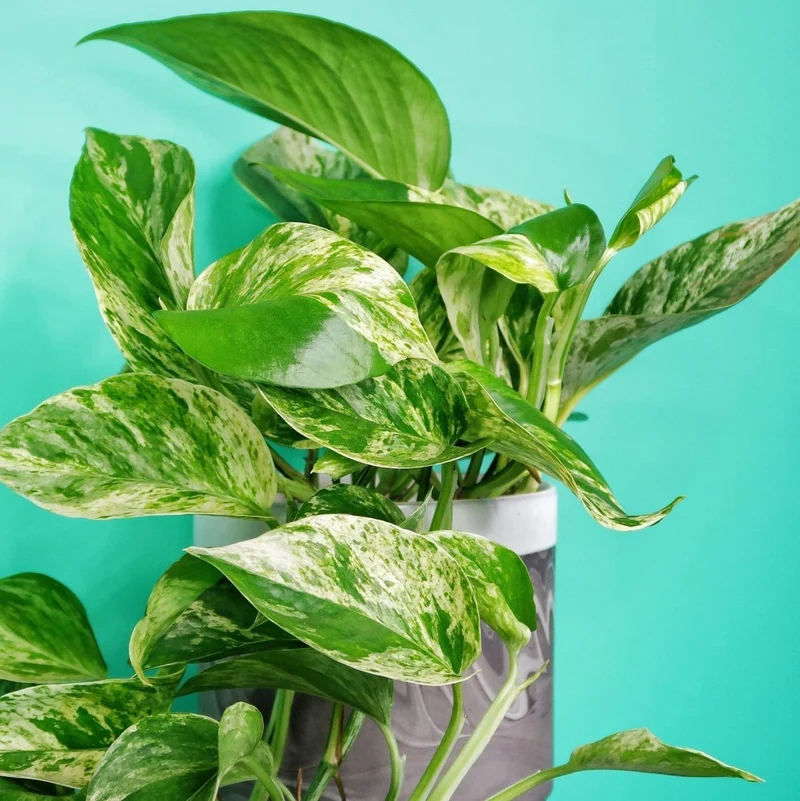 EPIPREMNUM MARBLE QUEEN