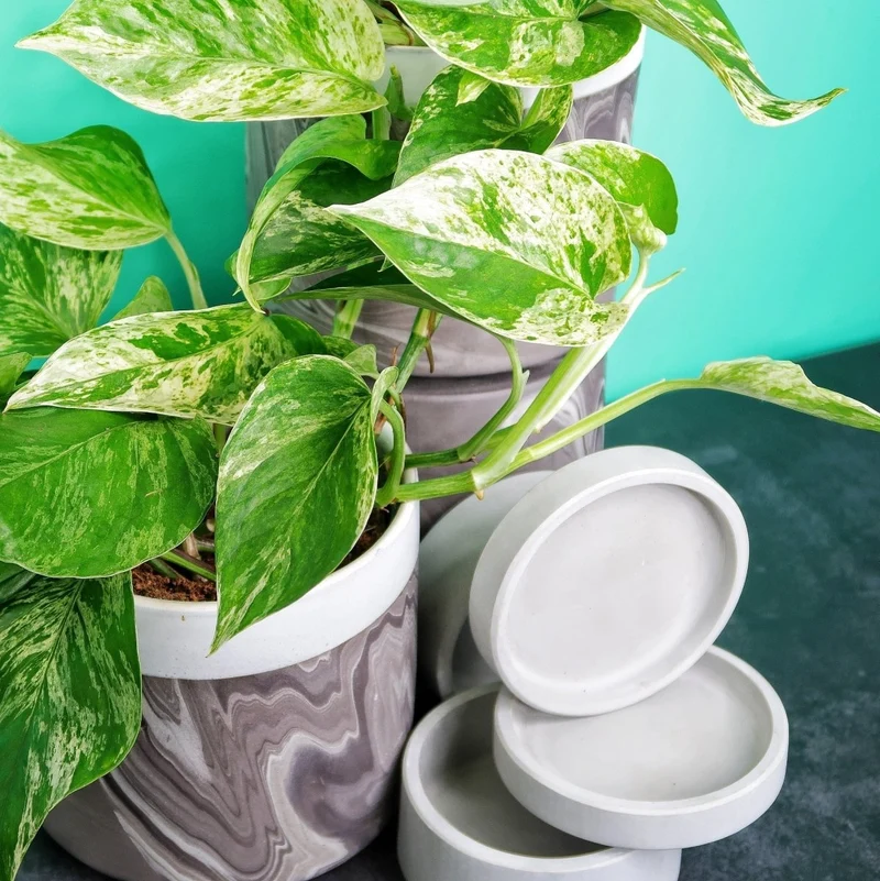 EPIPREMNUM MARBLE QUEEN
