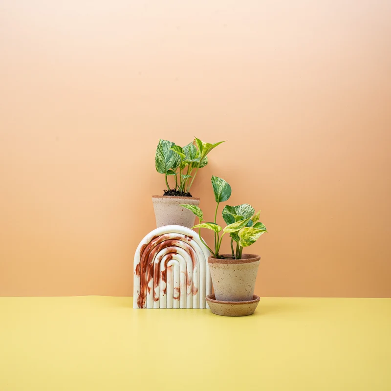 EPIPREMNUM MARBLE QUEEN