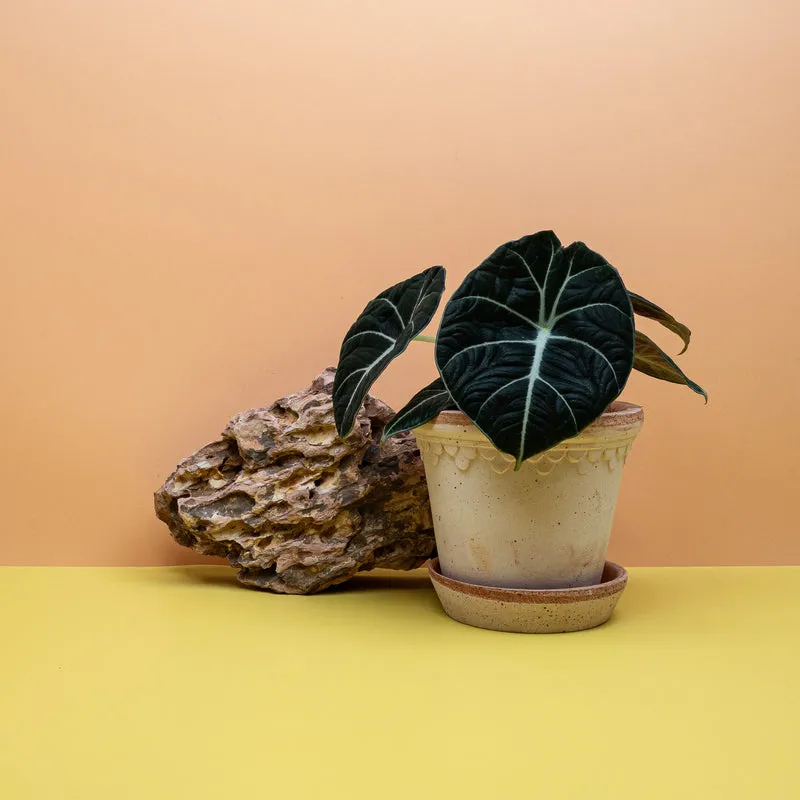 ALOCASIA BLACK VELVET