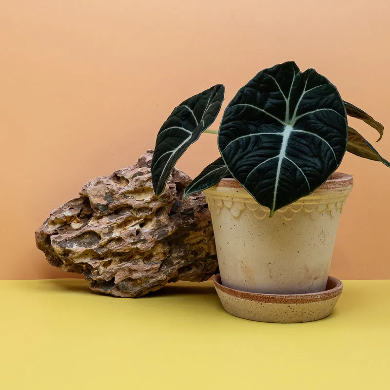 ALOCASIA BLACK VELVET