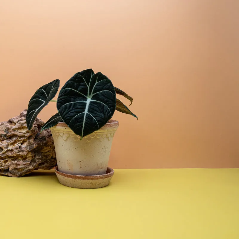 ALOCASIA BLACK VELVET