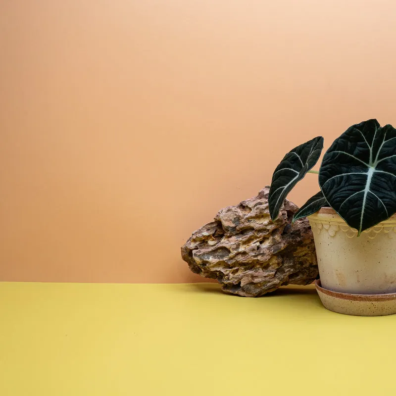 ALOCASIA BLACK VELVET
