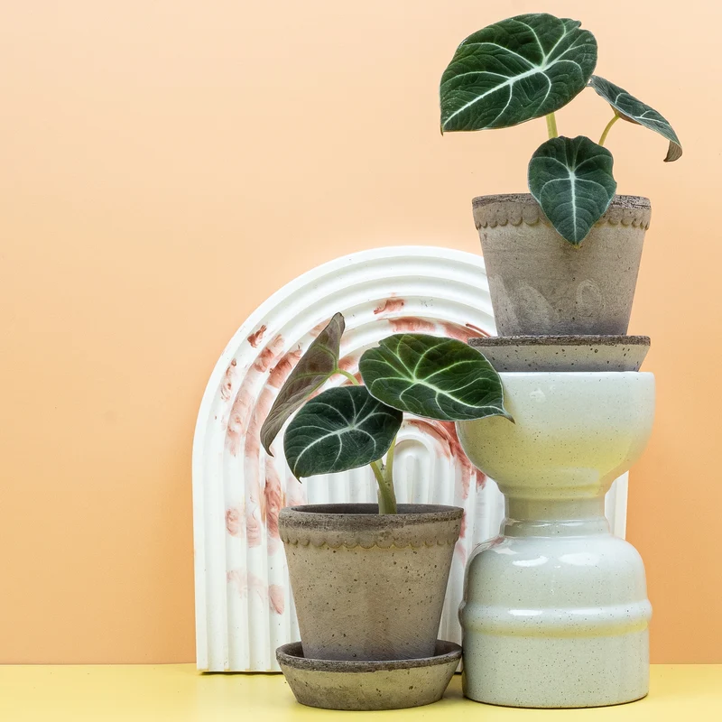 ALOCASIA BLACK VELVET