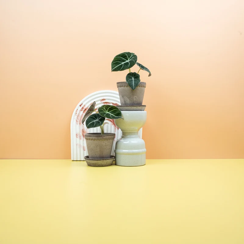 ALOCASIA BLACK VELVET