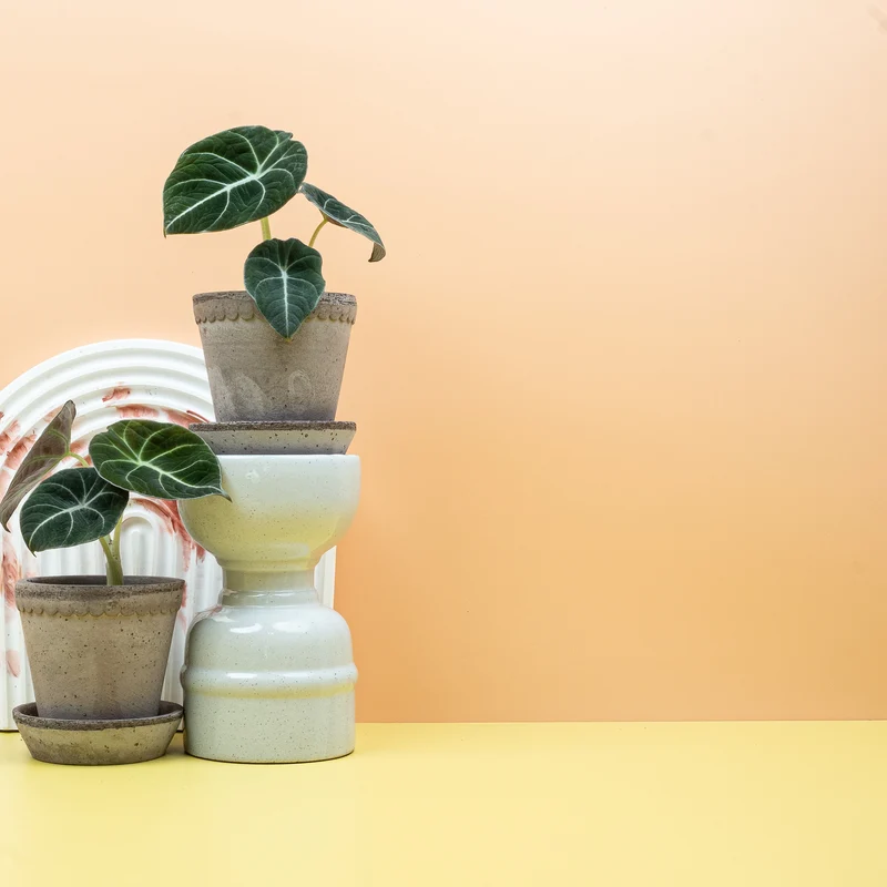 ALOCASIA BLACK VELVET