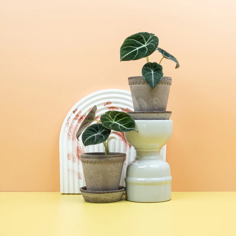 ALOCASIA BLACK VELVET