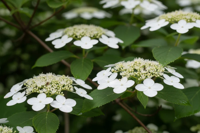 Kletterhortensie / Hydrangea petiolaris