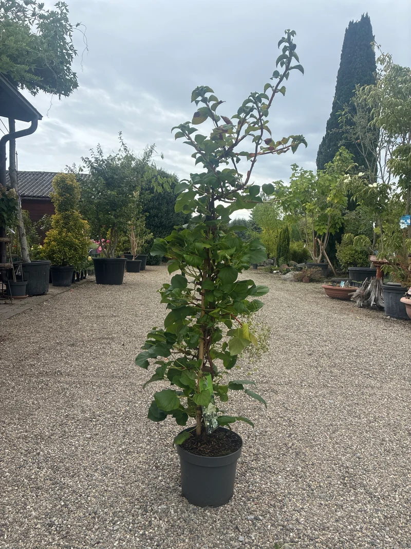 Kletterhortensie / Hydrangea petiolaris