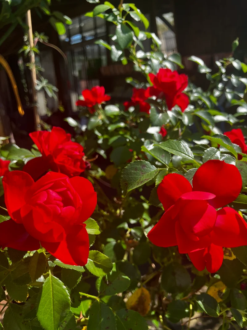Kleinstrauchrose 'Sorrento'® / Rosa 'Sorrento'®