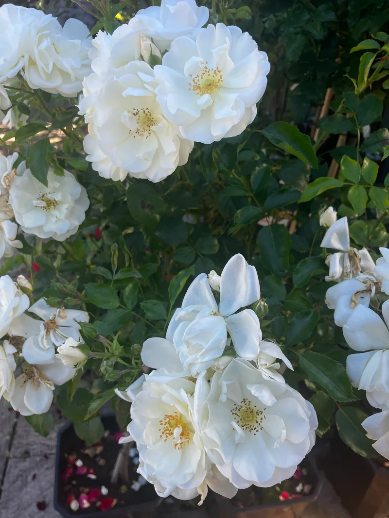 Kleinstrauchrose 'Schneeflocke'® / Rosa 'Schneeflocke'®