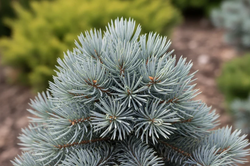 Kleine Blaufichte 'Glauca Globosa' / Picea pungens 'Glauca Globosa', Stamm