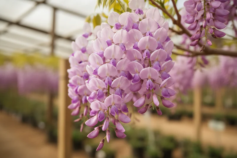 Japanischer Blauregen / Wisteria floribunda, rosa