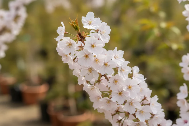 Japanische Säulenkirsche 'Amanogawa' / Prunus serrulata 'Amanogawa'