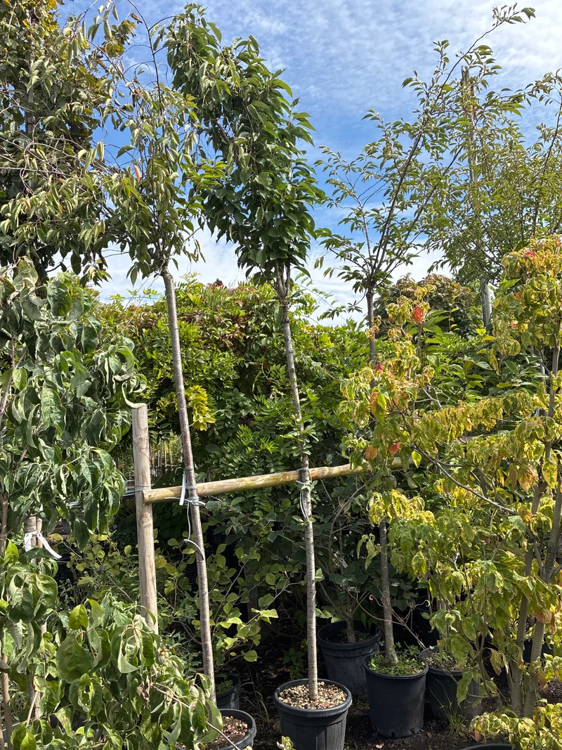 Japanische Säulenkirsche 'Amanogawa' / Prunus serrulata 'Amanogawa'