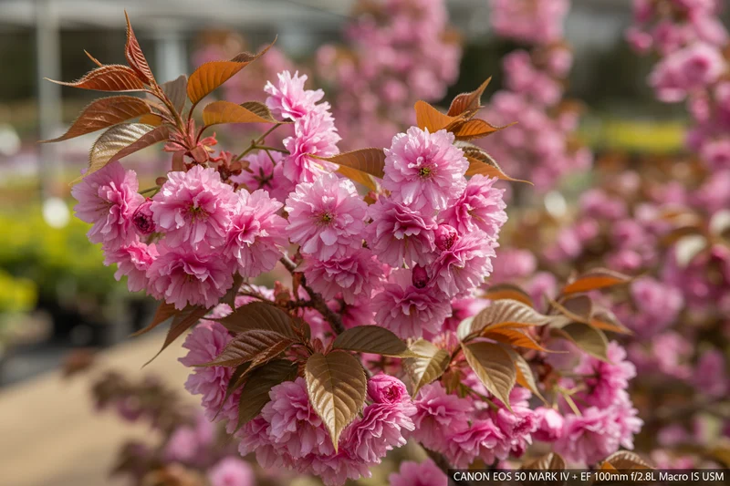 Japanische Nelkenkirsche 'Royal Burgundy'® / Prunus serrulata 'Royal Burgundy'®