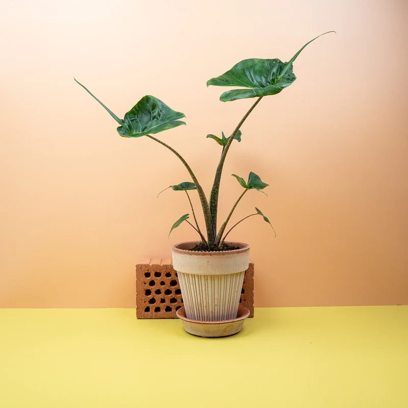 ALOCASIA STINGRAY