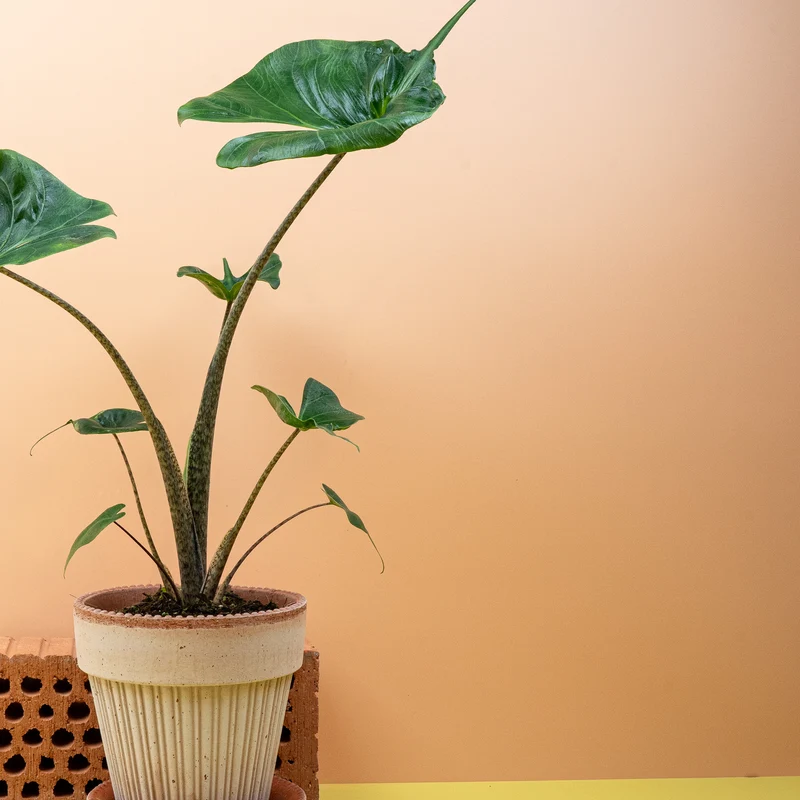 ALOCASIA STINGRAY