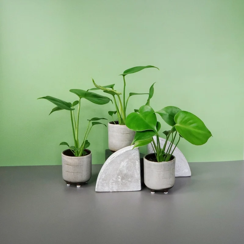 MONSTERA DELICIOSA
